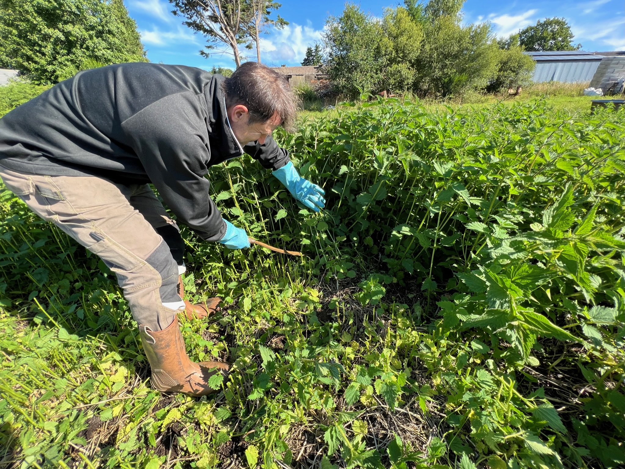 Extrait fermenté d'Ortie – Image 2