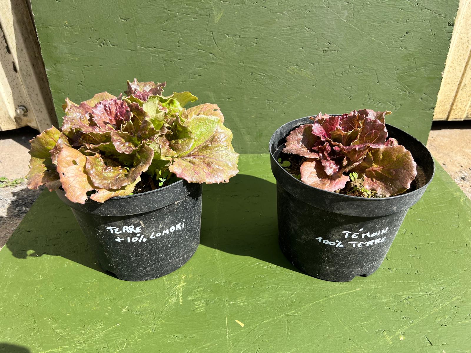 LOMBRICOMPOST – Image 3
