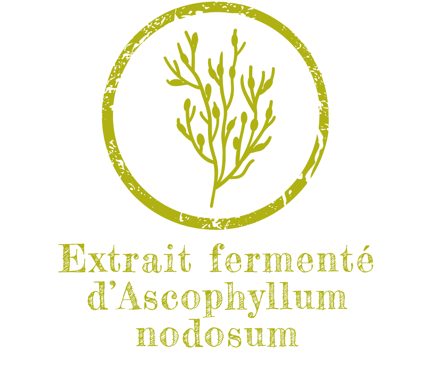 Extrait fermenté d’Ascophyllum nodosum / Goémon noir