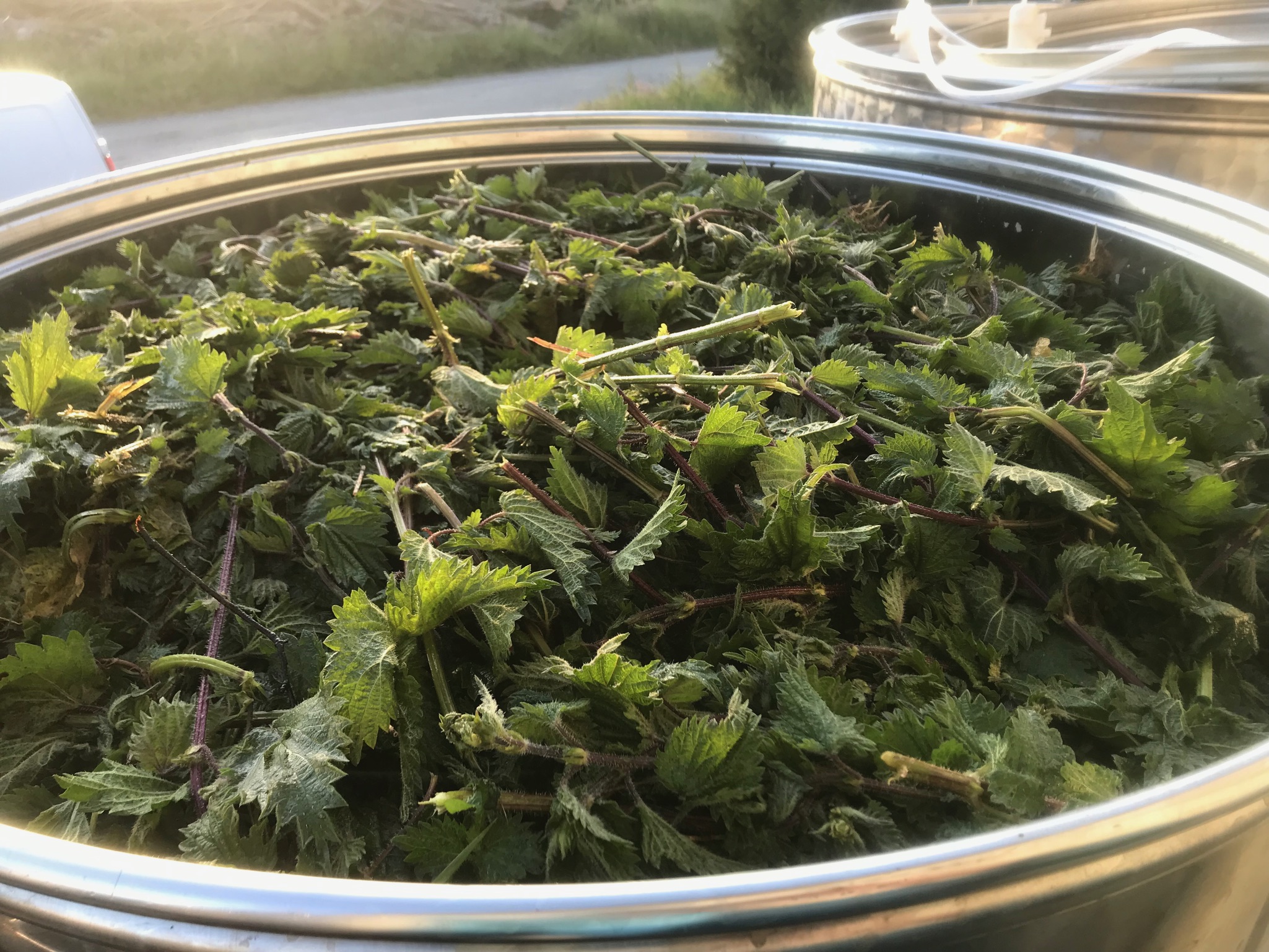 Extrait fermenté d'Ortie – Image 3