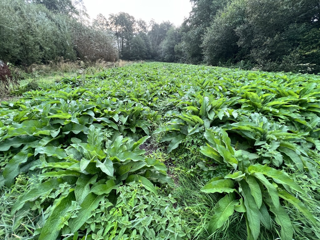 Extrait fermenté de Consoude – Image 2