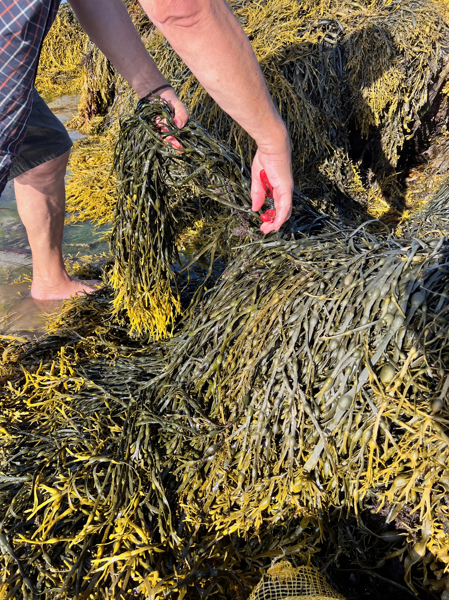 Extrait fermenté d’Ascophyllum nodosum / Goémon noir – Image 3