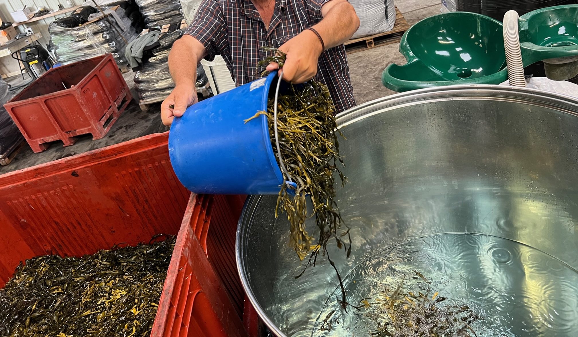 Extrait fermenté d’Ascophyllum nodosum / Goémon noir – Image 2